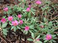 Portulaca pilosa